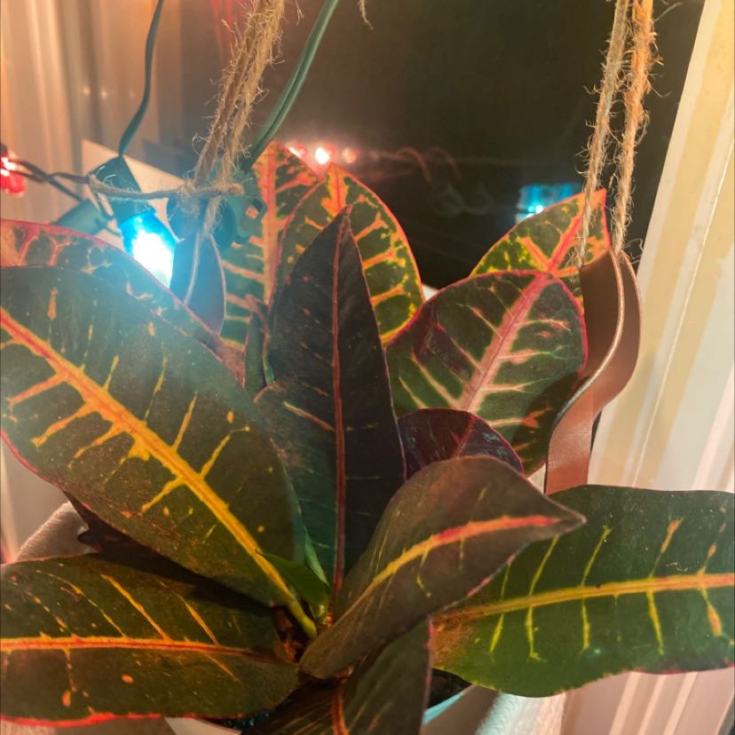 Gold Dust Croton plant with vibrant, multi-colored leaves indoors with decorative lights.