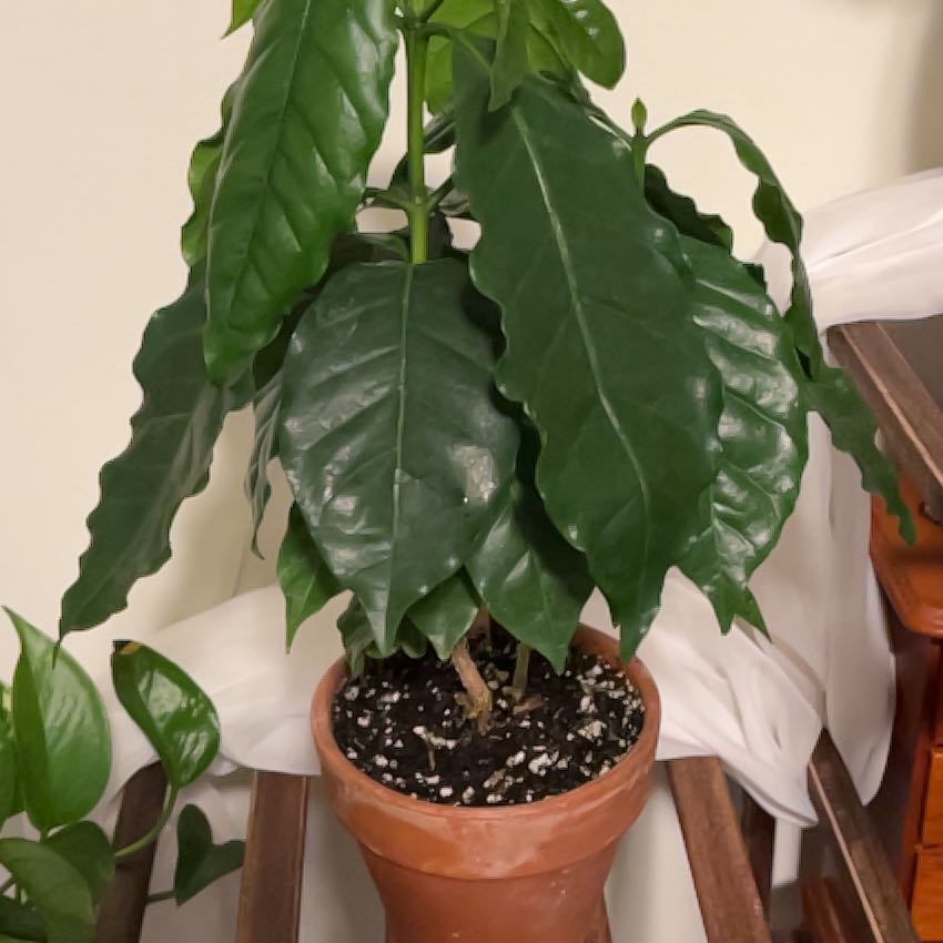 Healthy Arabian coffee plant with glossy dark green pinnate leaves in a terracotta pot with pebble drainage layer.