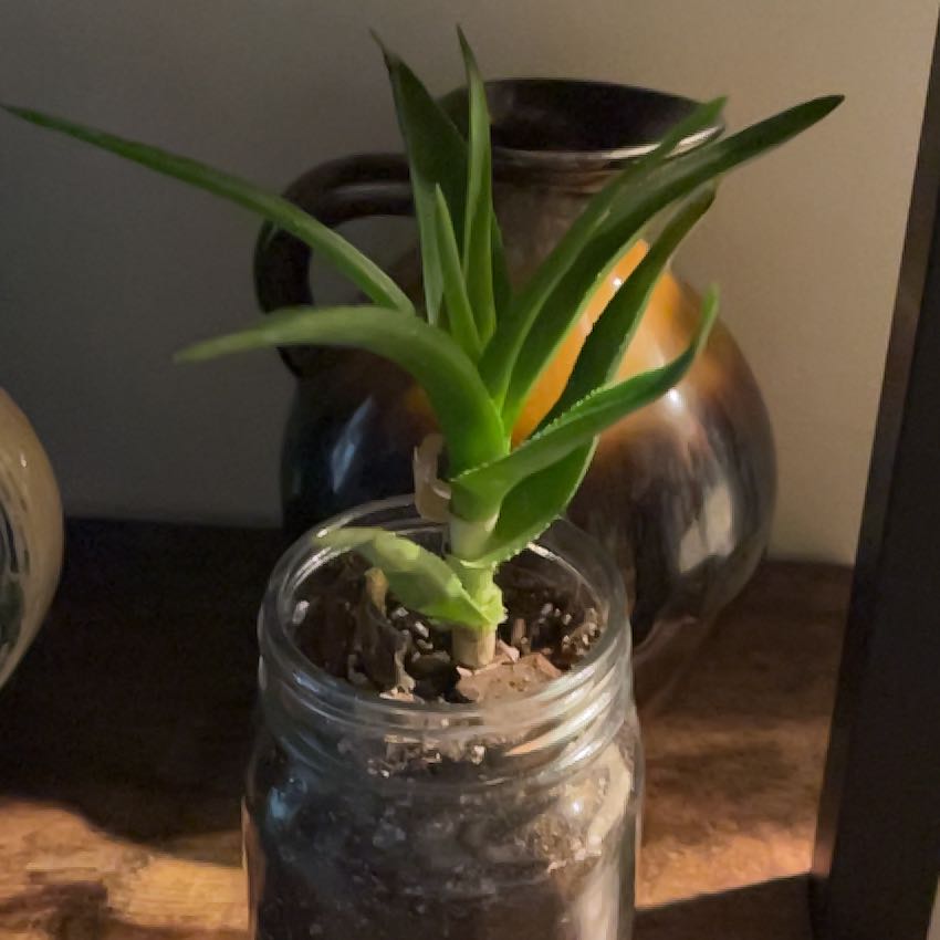 Climbing Aloe plant in a jar with visible soil, healthy green leaves.