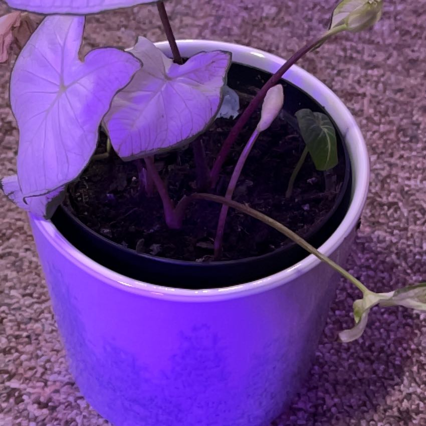 Healthy 'Heart of Jesus' caladium plant with pink, white, and green variegated heart-shaped leaves in white pot under purple grow light.