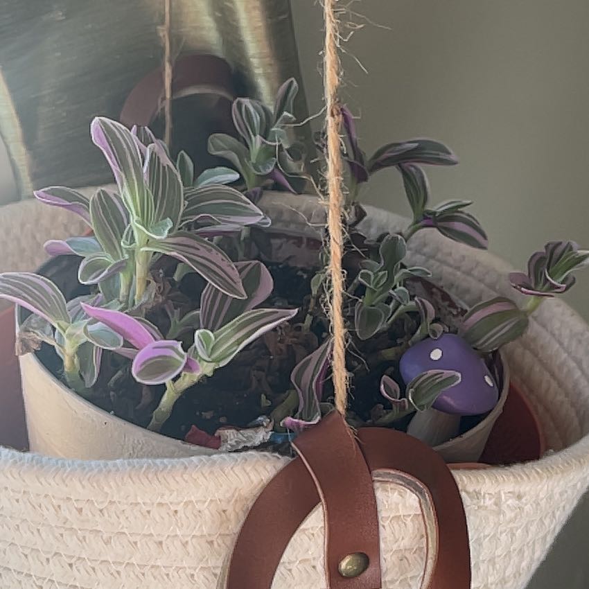 Healthy Small-Leaf Spiderwort plant with narrow green and purple leaves in a hanging basket planter. No signs of disease.