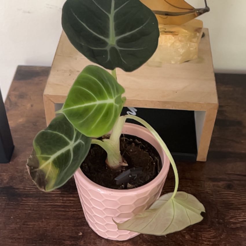 Black Velvet Alocasia plant in a pink pot with some yellowing and browning leaves.