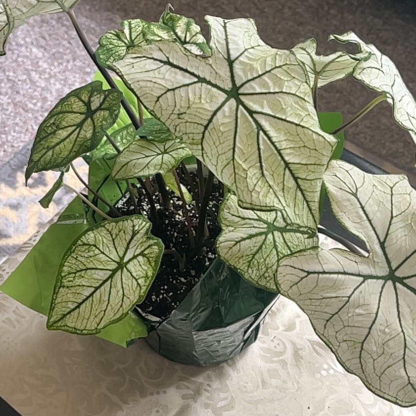 Caladium 'Heart of Jesus' plant with large heart-shaped green and white patterned leaves in a nursery pot.