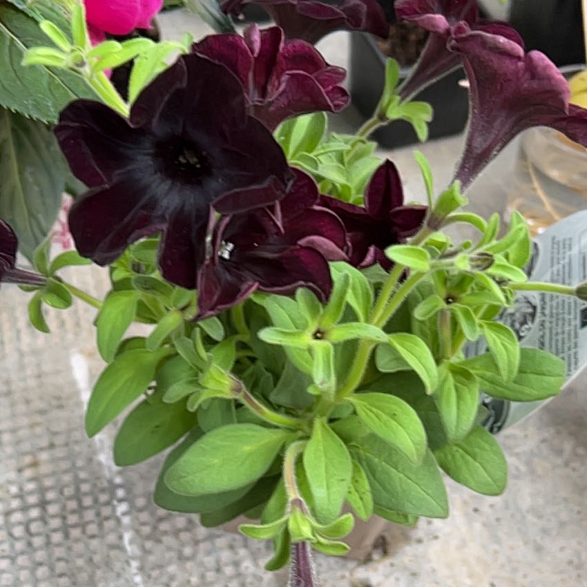 Photo of the plant species Petunia 'Black Cat' by @Dagho named Athena on Greg, the plant care app