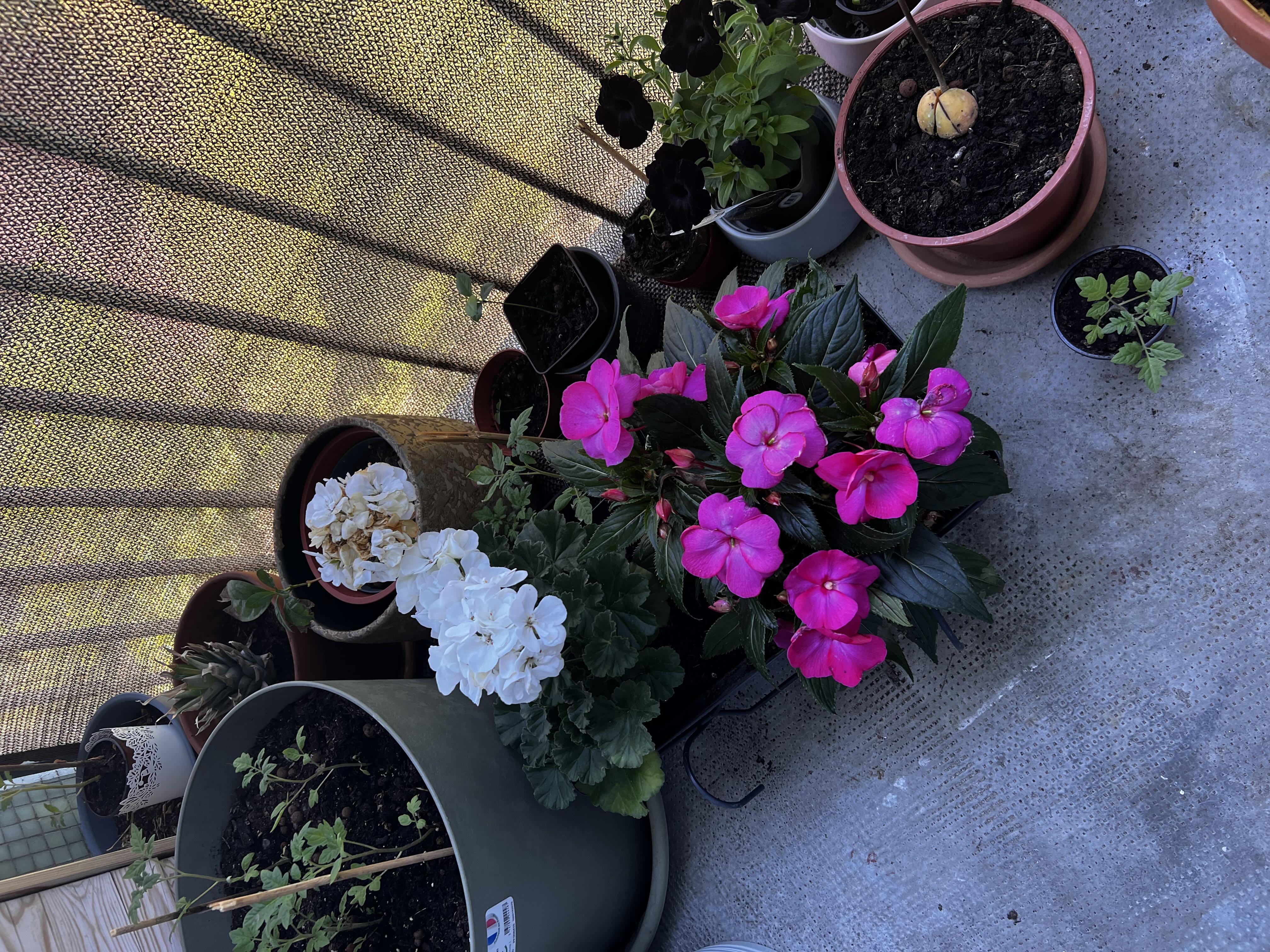 Photo from the post