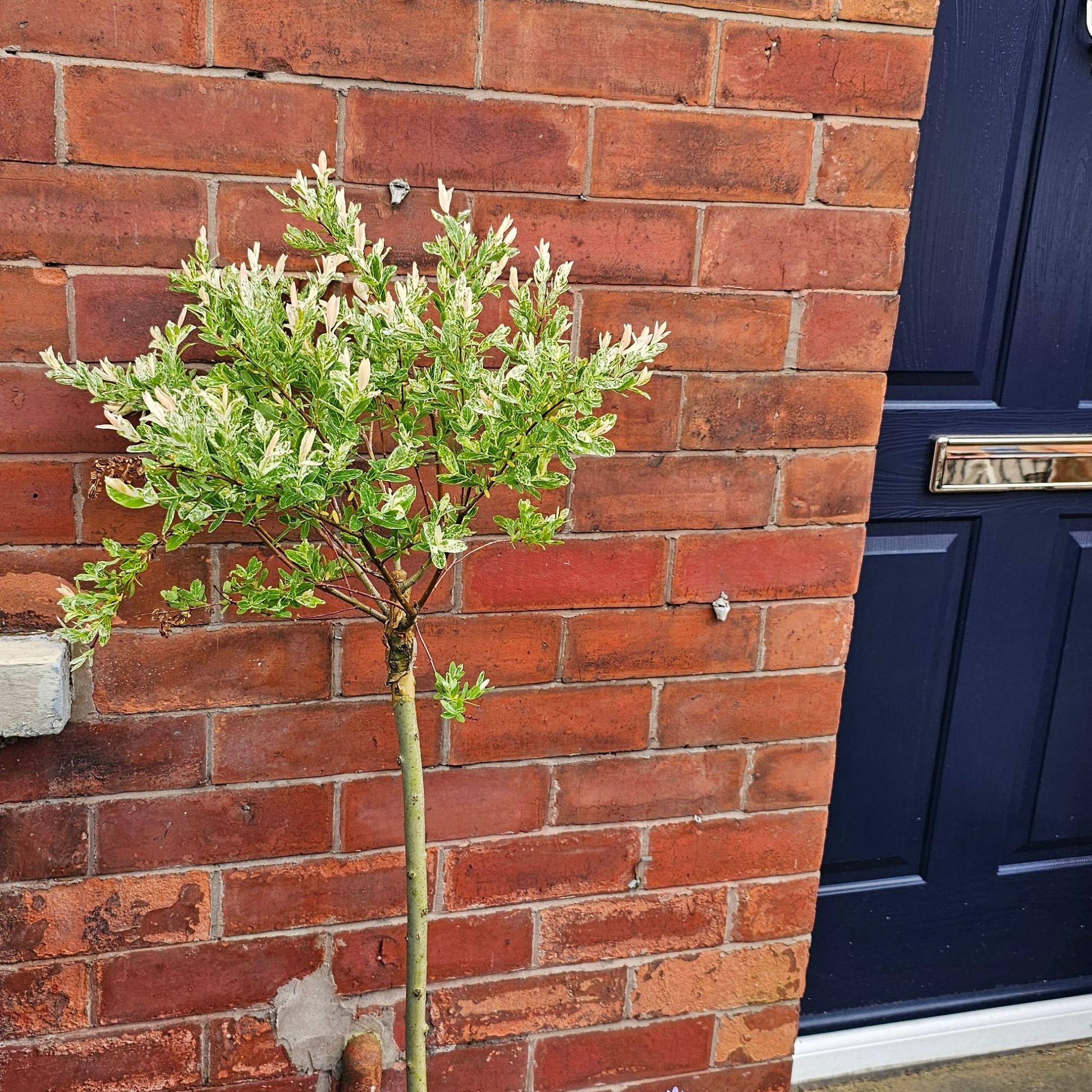 Photo of the plant species Salix Integra Hakuro-Nishiki by @AgileBuffalonut named Coco on Greg, the plant care app