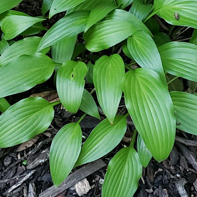 Photo of the plant species Wild Yam by @AbleAleppopine named Lebron on Greg, the plant care app