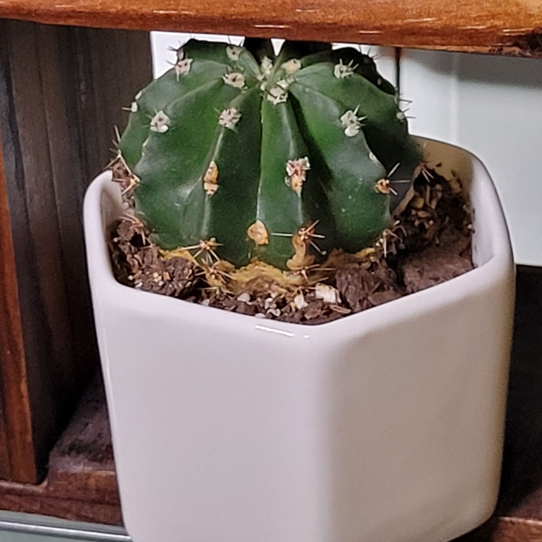 Photo of the plant species Echinopsis eyriesii by @HarmlessNeem named Catty Tus on Greg, the plant care app