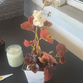 Photo of the plant species Begonia 'Big White Bronze Leaf' by @LargeTheprince named Deb on Greg, the plant care app