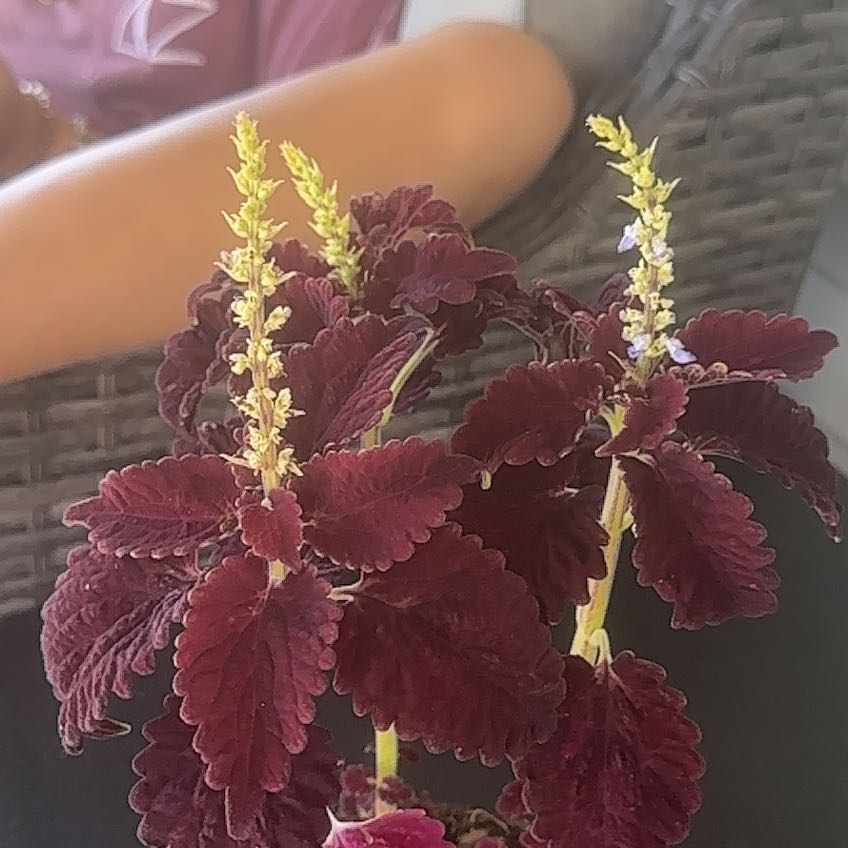 Photo of the plant species Black Dragon Coleus by @LargeTheprince named Sir Plancelot on Greg, the plant care app