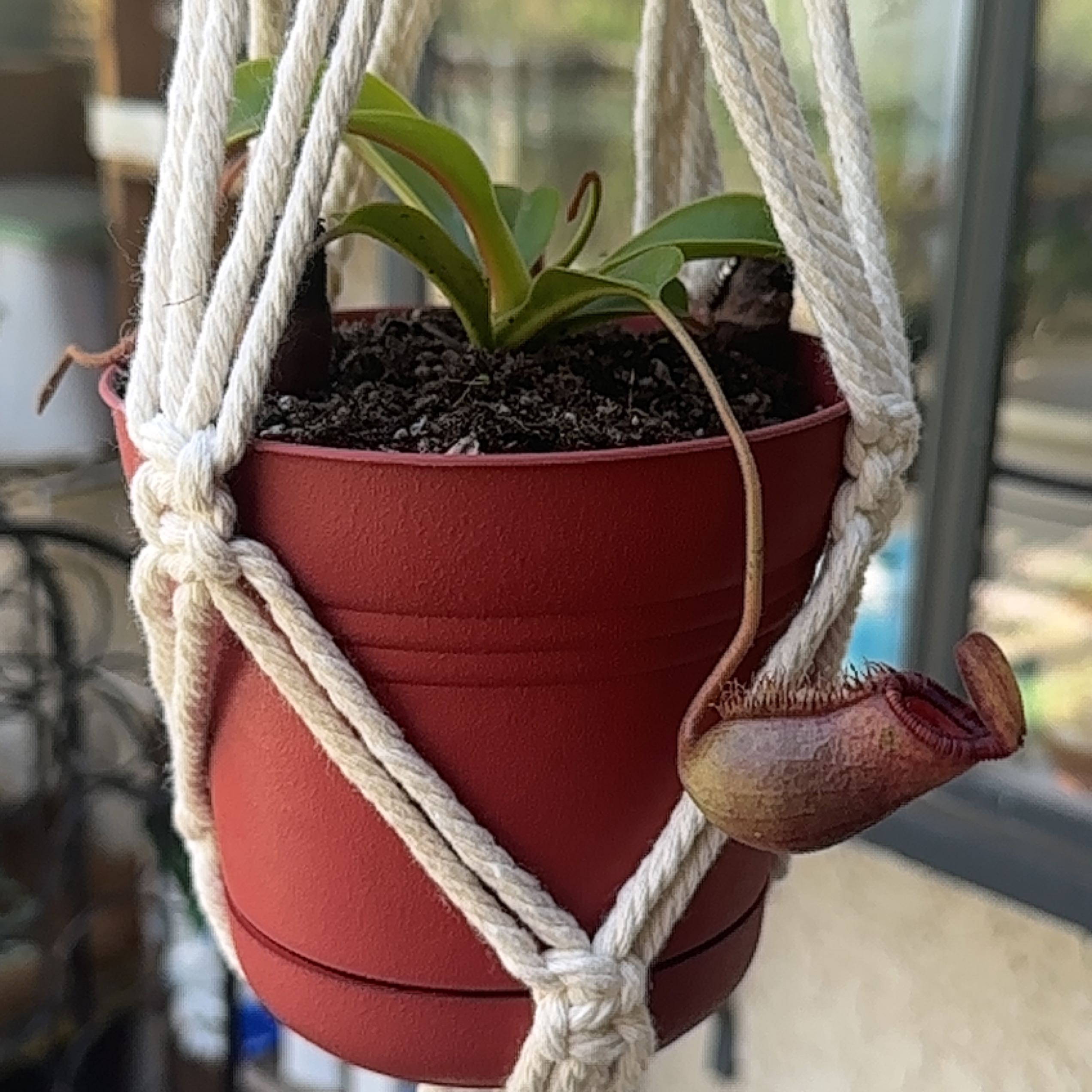 Tropical Pitcher Plant in a hanging pot with a well-formed pitcher.