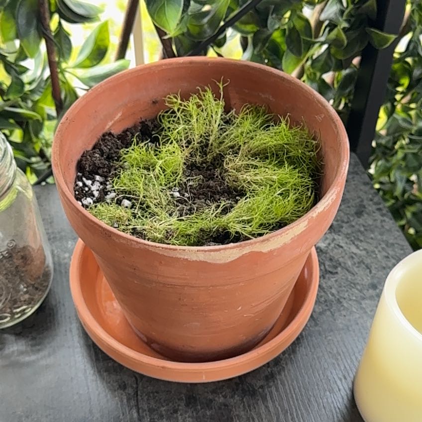 Photo of the plant species Scotch Moss by @CourtlyLionsear named Harry on Greg, the plant care app