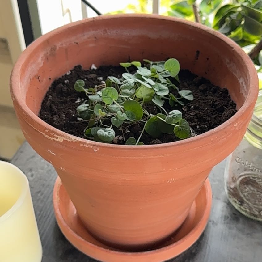 Photo of the plant species Emerald Falls Dichondra by @CourtlyLionsear named Elle on Greg, the plant care app