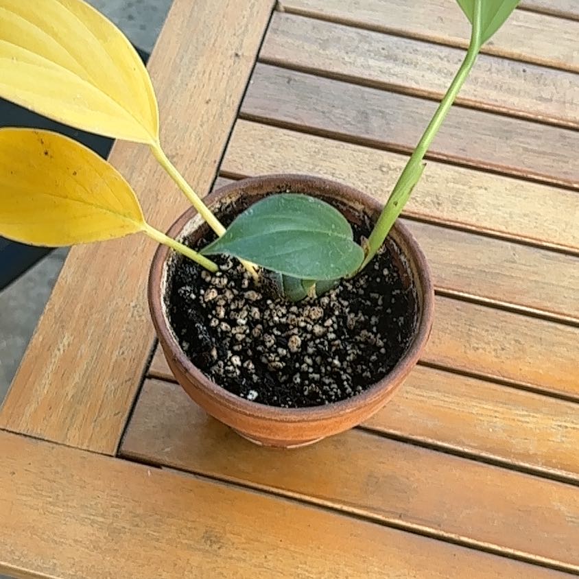Photo of the plant species Dragon Tail by @NoblySicklefern named Achilles on Greg, the plant care app