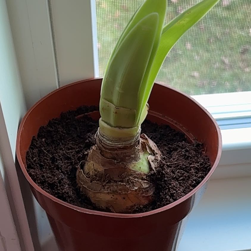 Photo of the plant species Amaryllis by @NanaDani named Apple Blossom on Greg, the plant care app