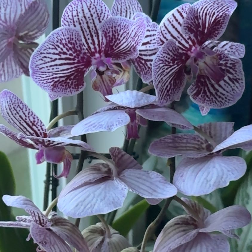 Photo of the plant species Common Spotted Orchid by @NanaDani named Cleopatra on Greg, the plant care app
