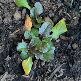 Photo of the plant species Blue Bugle by @NanaDani named Delilah on Greg, the plant care app