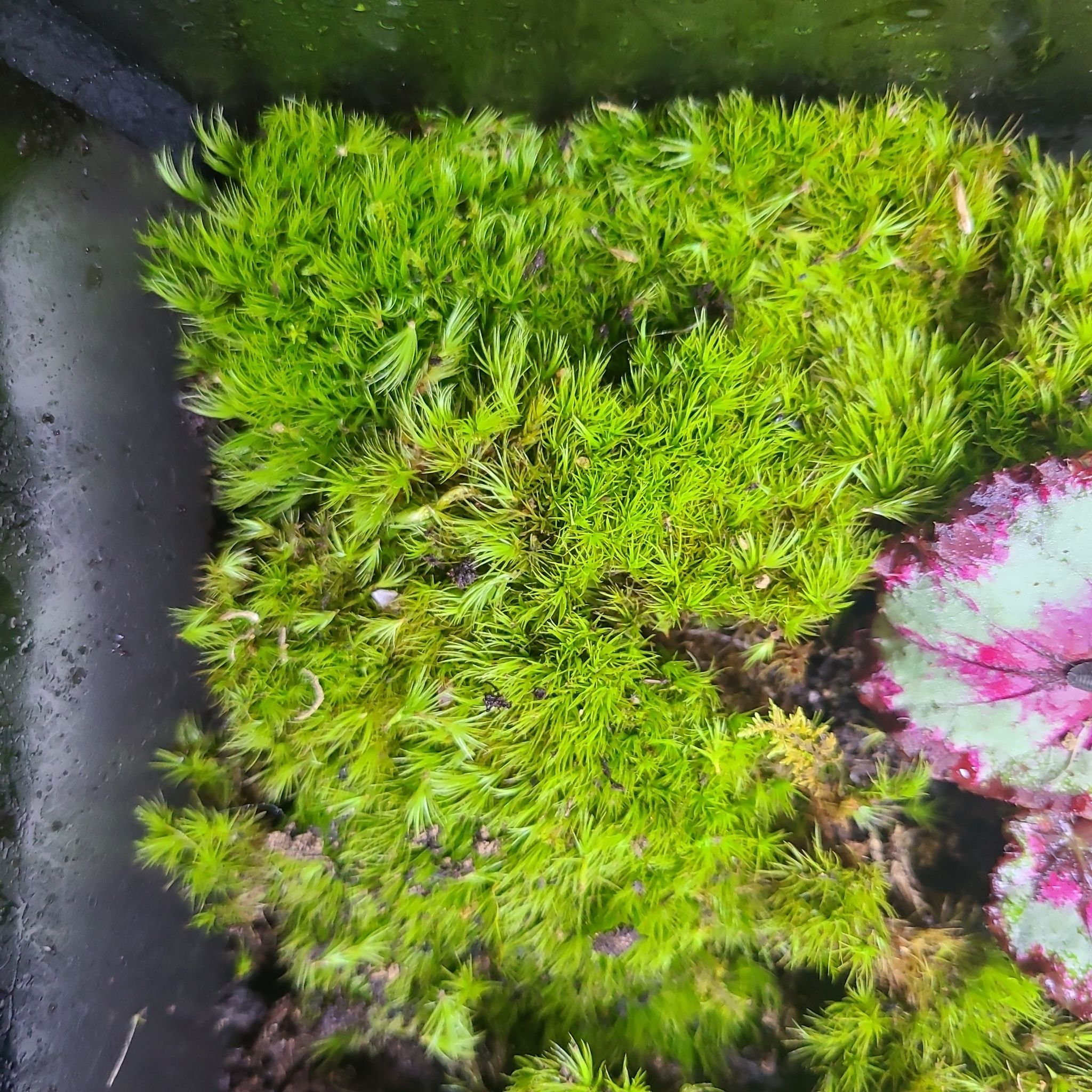 Image of Broom Forkmoss with vibrant green coloration and a variegated plant on the right.