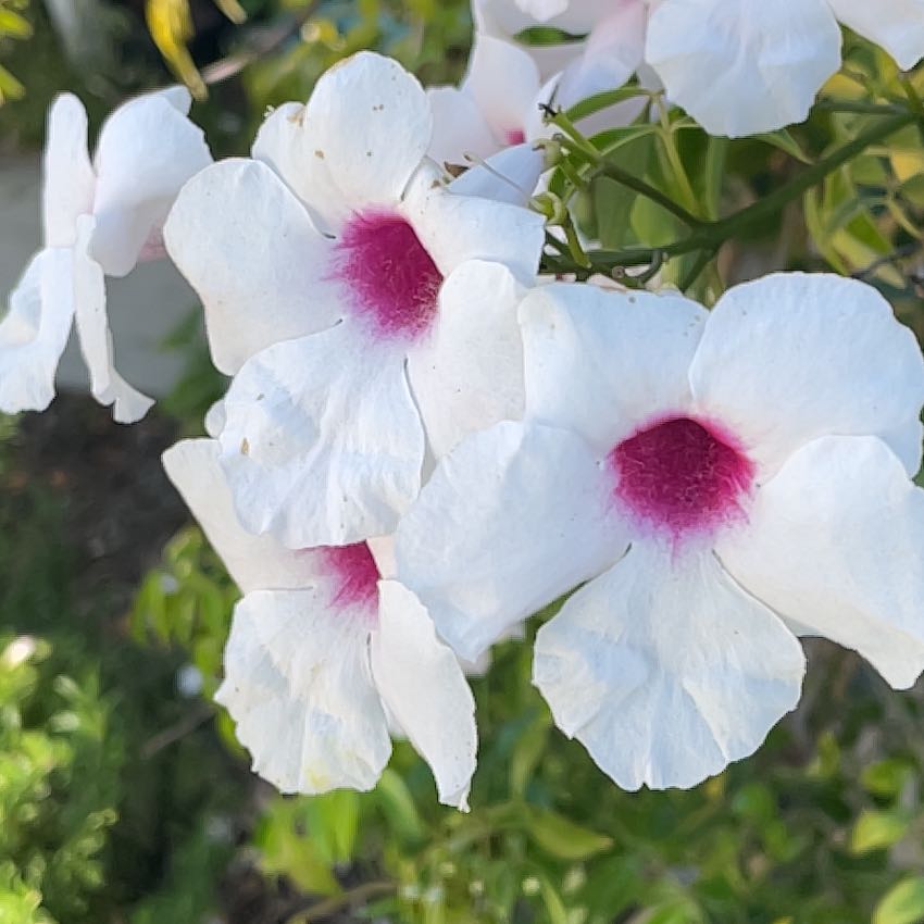 Flowering Bowerplant with white petals and pink centers, green foliage in background.