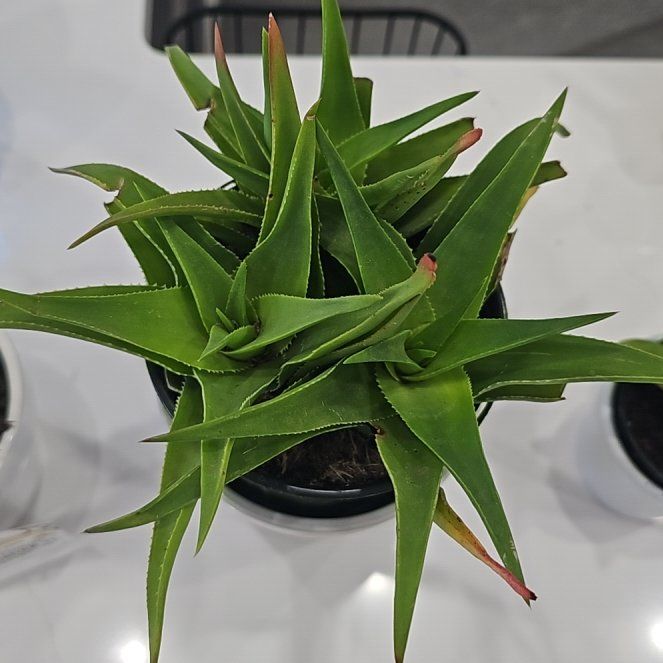 Photo of the plant species Aloe ciliaris by @Rookie named Kobe on Greg, the plant care app