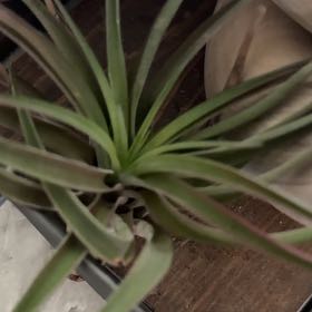 Photo of the plant species Narrow Leaf Century Plant by @PeppyMiro named Ulysses S Plant on Greg, the plant care app