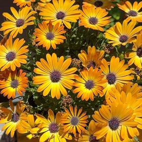 Photo of the plant species Osteospermum 'Margarita Bronze Bicolor' by @OodlesGuayule named Messi on Greg, the plant care app
