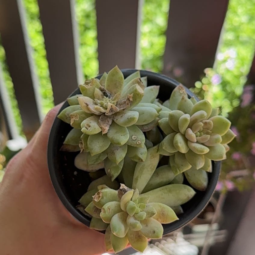 Potted Bright Green Dudleya succulent with some browning leaves, held by a hand.