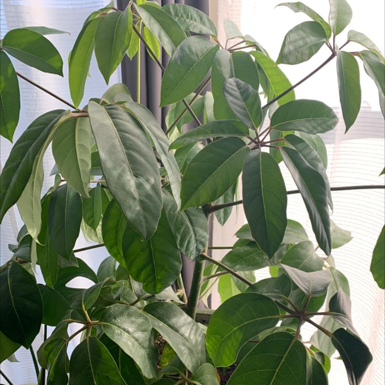 Healthy Octopus Tree with vibrant green leaves near a window.