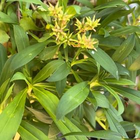 Photo of the plant species Tasmanian Pepperberry by @GreatWateroak named Ulysses S Plant on Greg, the plant care app