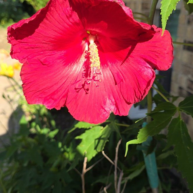 Photo of the plant species Cotton Rosemallow by @EarthyBorage named Marilyn on Greg, the plant care app