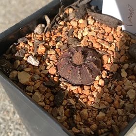 Photo of the plant species Frailea castanea by @StableBogmyrtle named Lebron on Greg, the plant care app