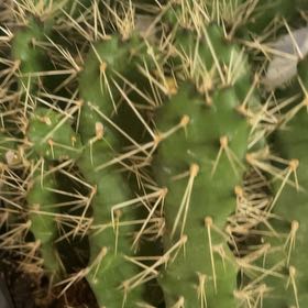 Photo of the plant species Consolea 'Slim Spiny' by @QueenSeastock named Muhammad Ali on Greg, the plant care app