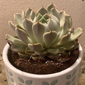 Photo of the plant species Echeveria texensis by @AbleRubberplant named Sproutacus on Greg, the plant care app