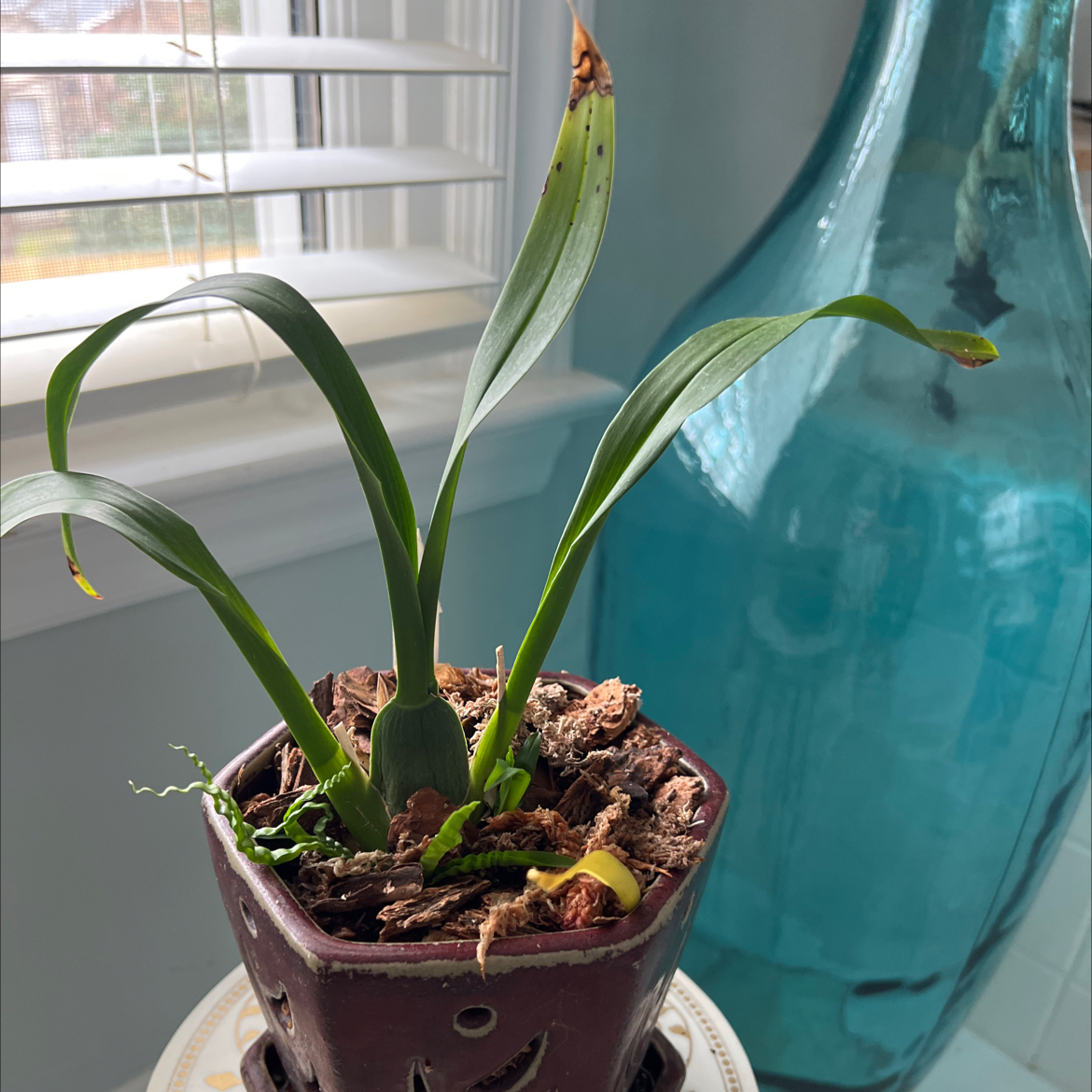 Photo of the plant species 'Fantasy' by @amica_inetto named Luna on Greg, the plant care app