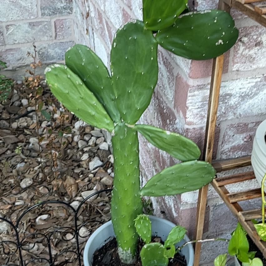 Photo of the plant species Cochineal Cactus by Madison named Billy on Greg, the plant care app