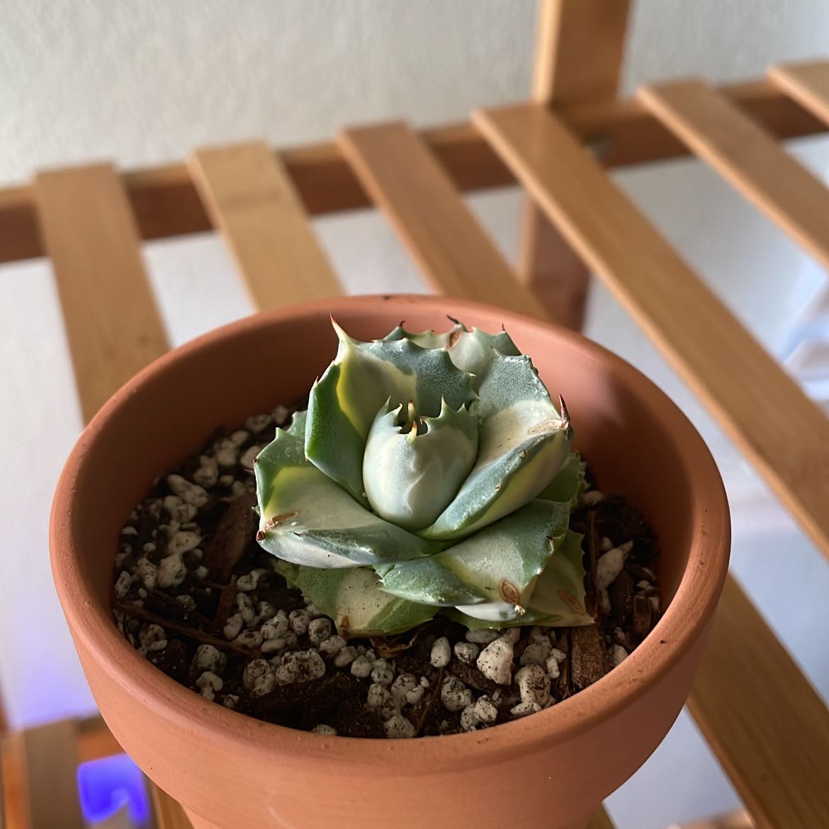 Photo of the plant species Variegated Dwarf Butterfly Agave by @FastNutgrass named Julieta on Greg, the plant care app