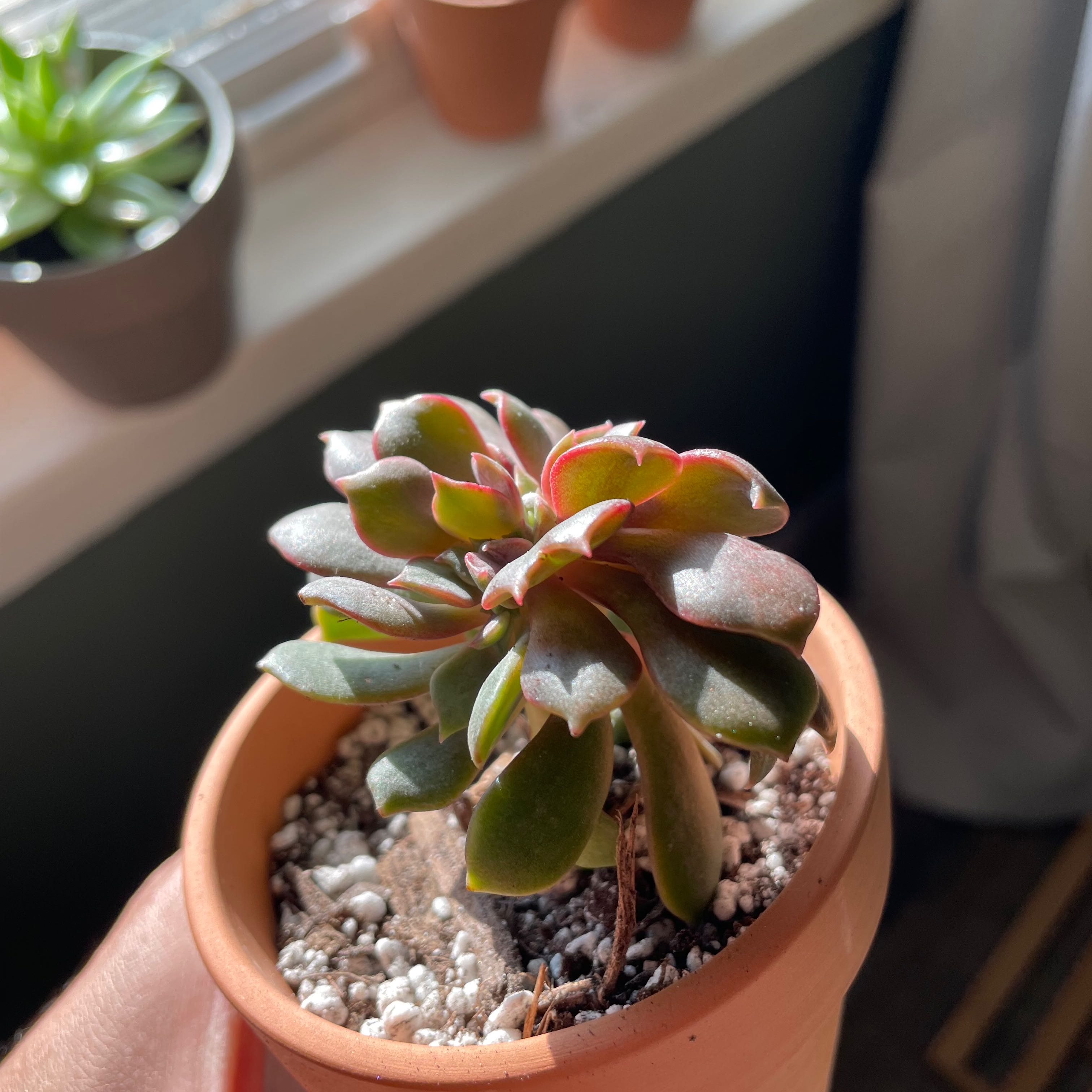 Photo of the plant species Echeveria 'Vampire Red ball' by @FastNutgrass named Mollie on Greg, the plant care app