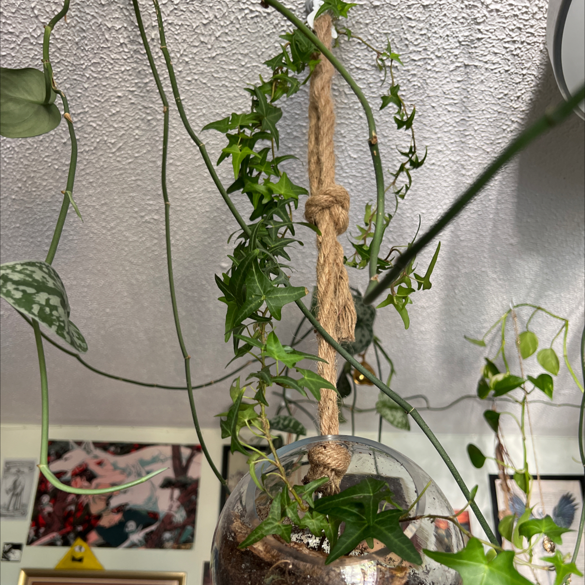 English Ivy plant photo by @Rat__teeth named Ivy on Greg, the plant care app.