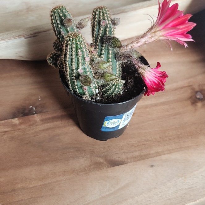 Photo of the plant species Echinopsis 'Ruby Starlight' by @AbleWhiterose named Sir Plancelot on Greg, the plant care app