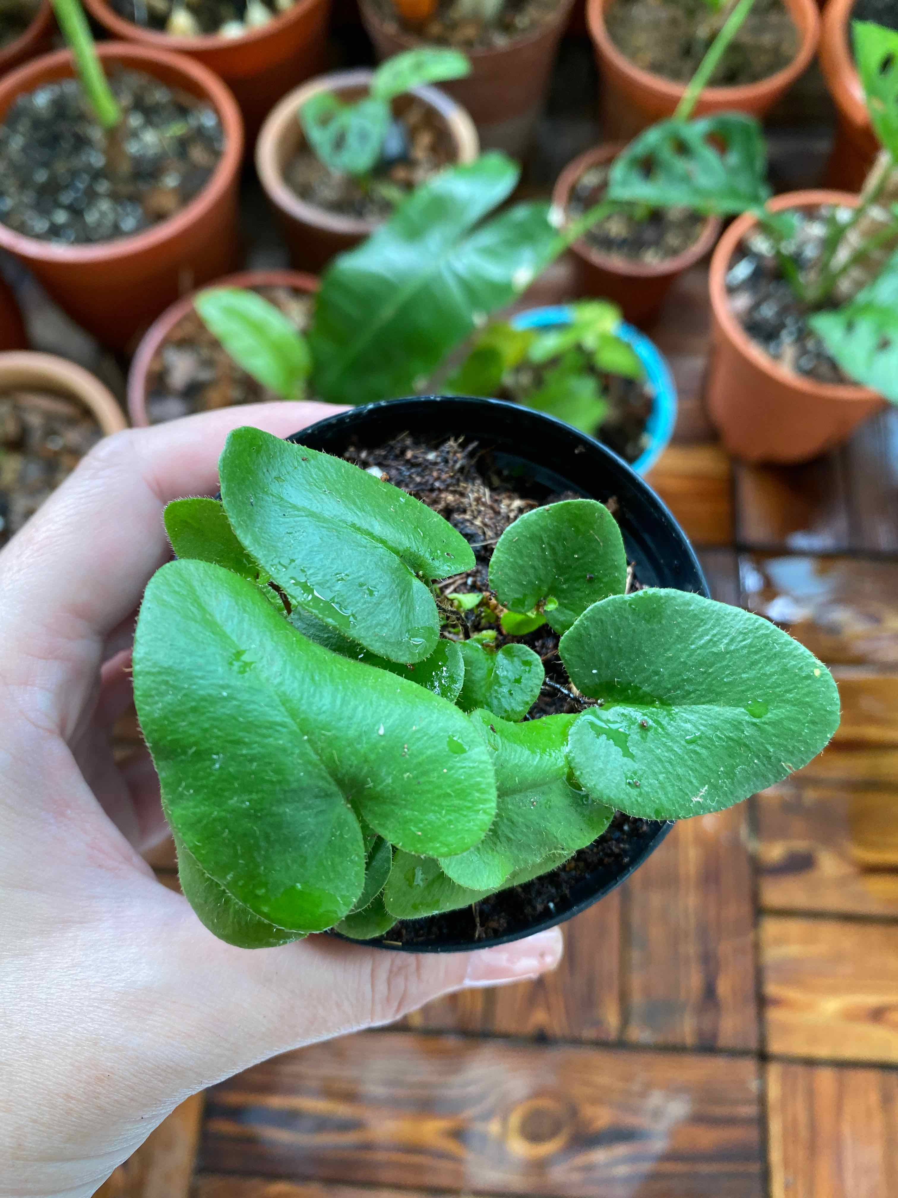 A healthy Heart Fern plant in a small pot, held by a hand, with other potted plants in the background.
