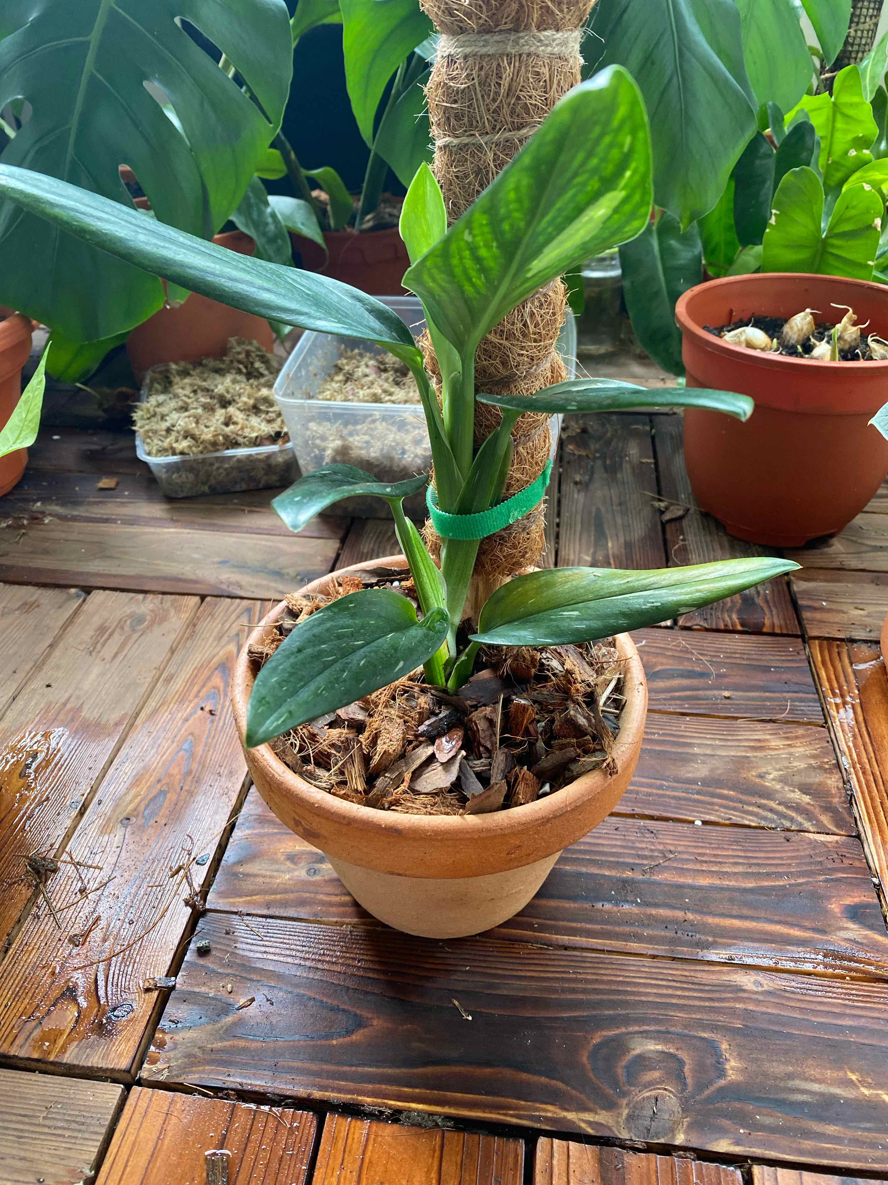 Potted Monstera Cobra plant supported by a moss pole, with visible soil and healthy green leaves.