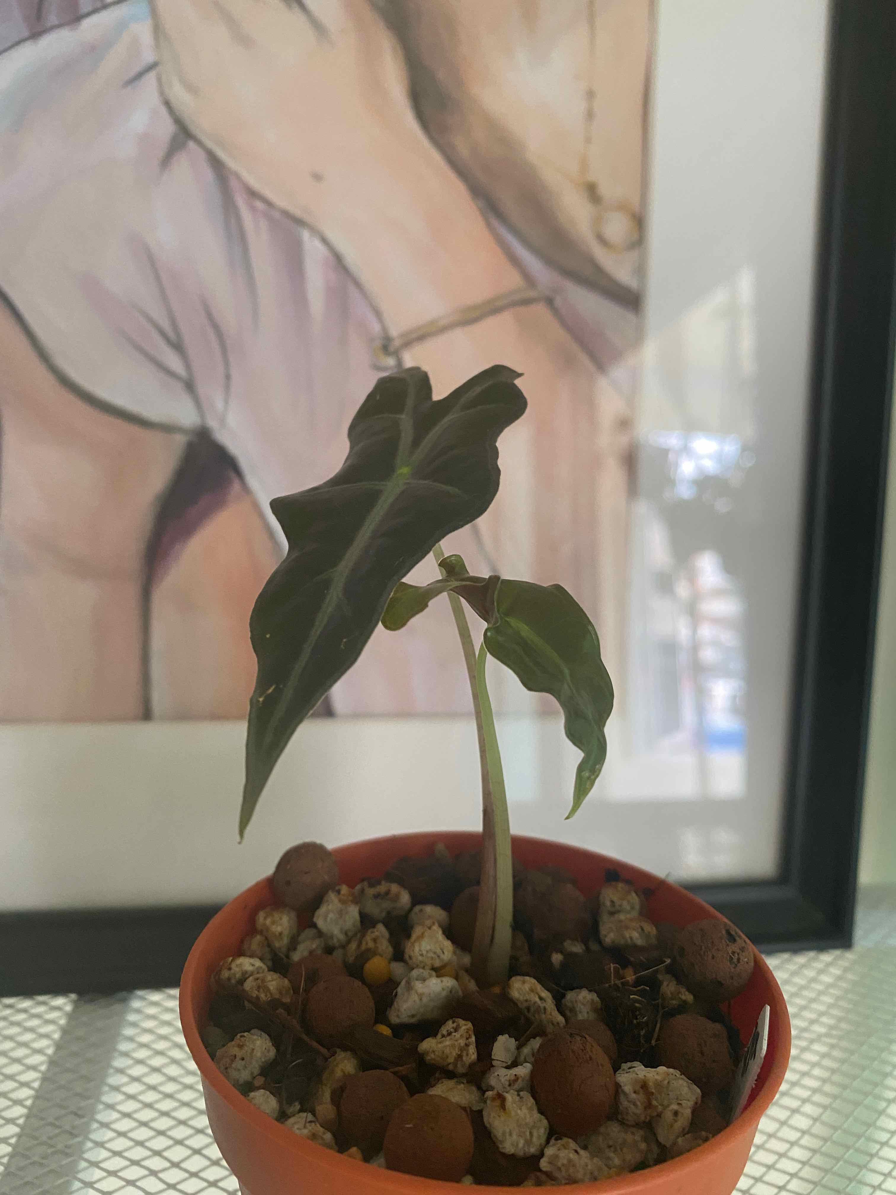 Kris Plant in a small pot with visible soil, healthy green leaves, and a framed picture in the background.