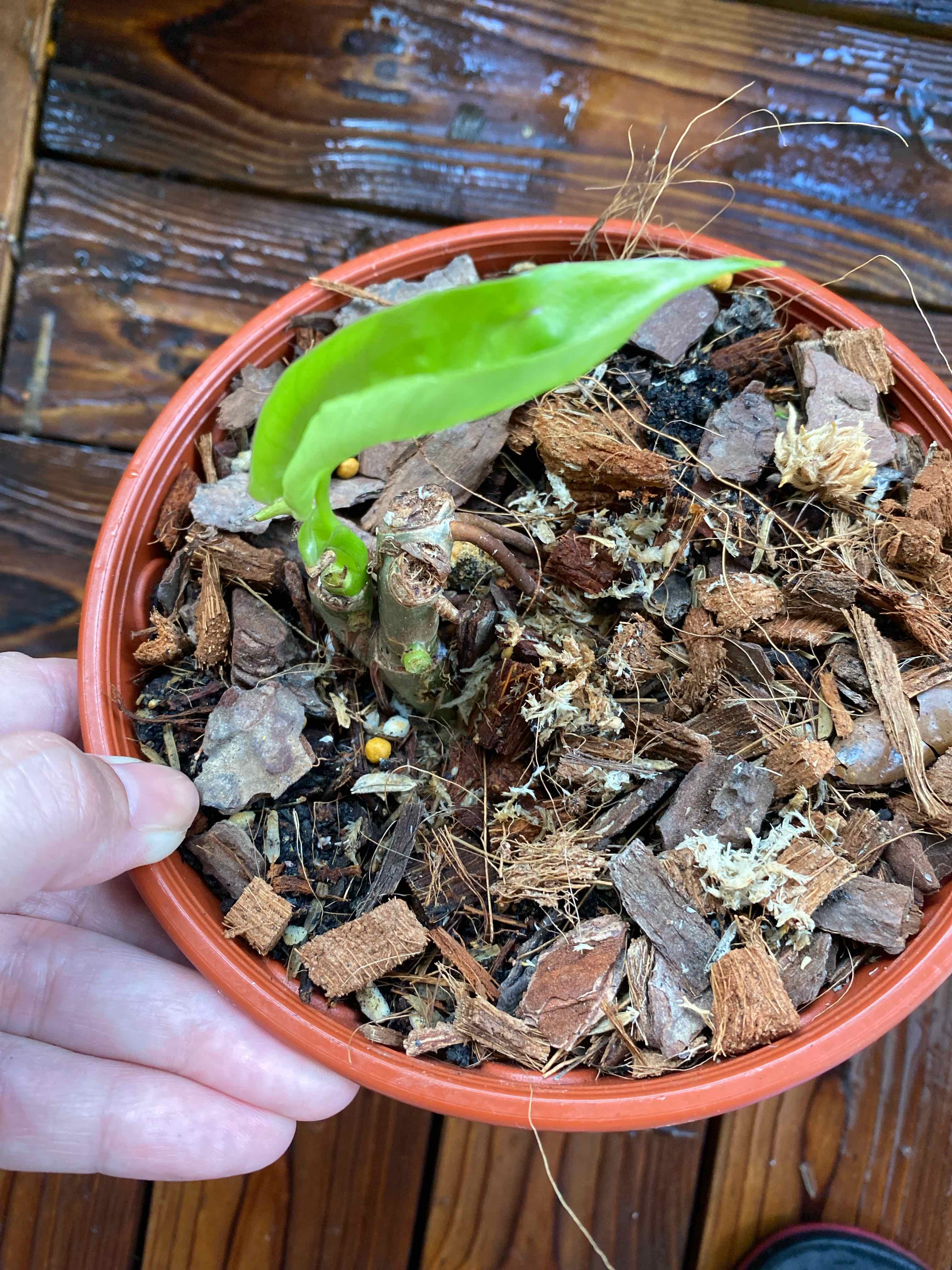Potted Burle Marx Variegata plant with a single green leaf emerging from the soil.