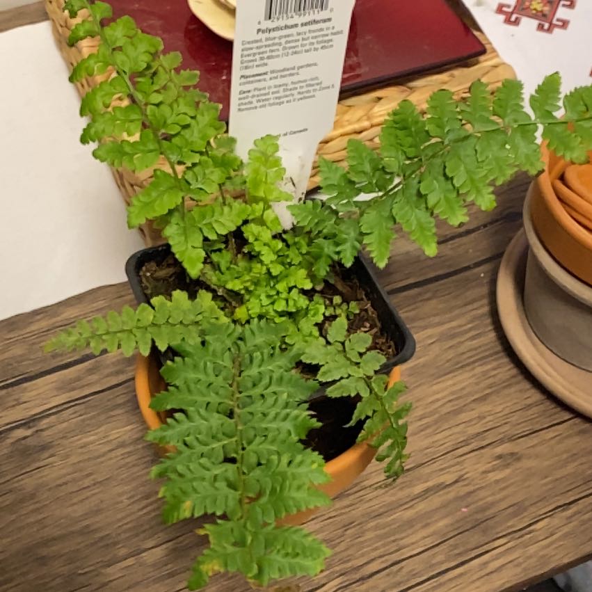 Photo of the plant species Soft Shield Fern by @GiftedAglaonema named Gaga on Greg, the plant care app