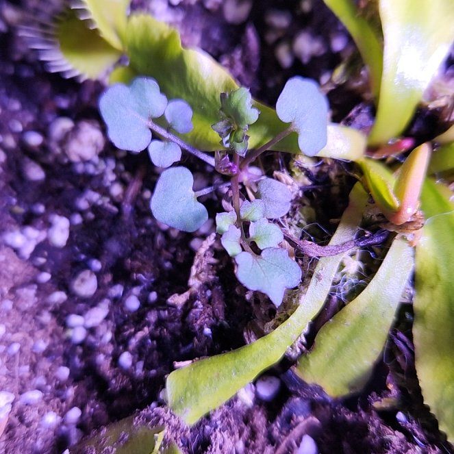 Photo of the plant species Lawn Lobelia by @MagistratePlain named Sonora on Greg, the plant care app