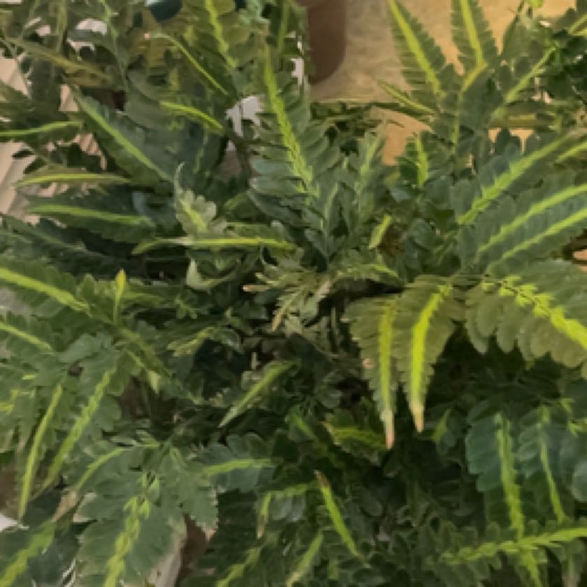 Photo of the plant species Indian Holly Fern by @DeftBrushcherry named Mando on Greg, the plant care app
