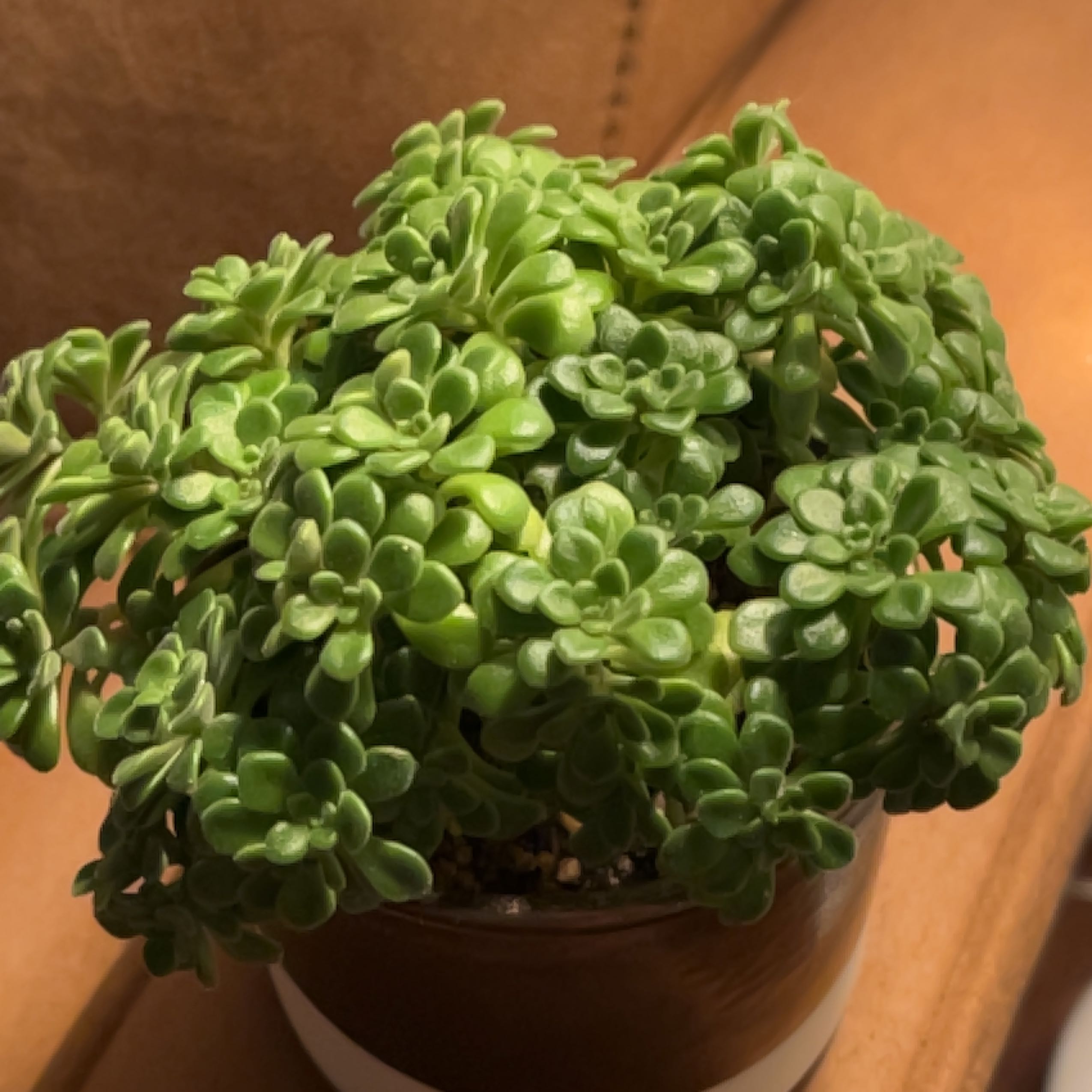 Photo of the plant species Irish Bouquet by @DeftBrushcherry named Bodhi on Greg, the plant care app