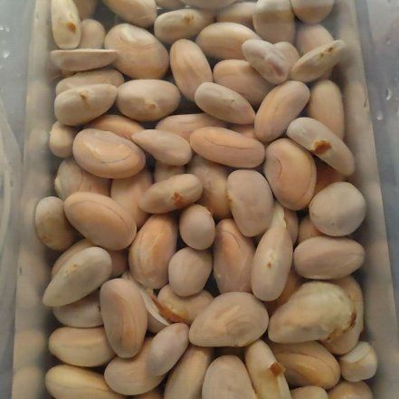 Photo of the plant species Jackfruit by @CleverSubclover named Naomi on Greg, the plant care app