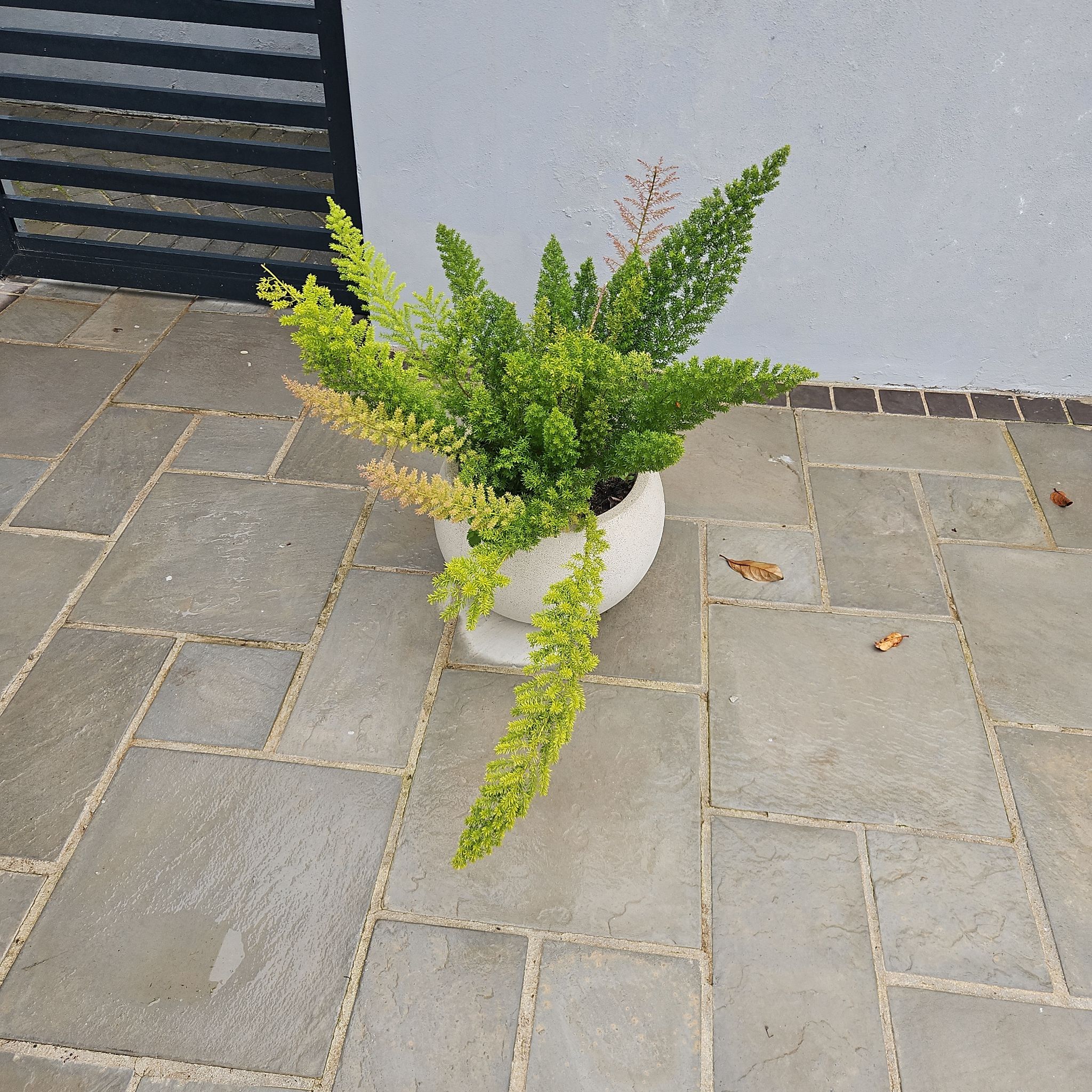 Photo of the plant species Myers Asparagus Fern by @CleanRoccaverde named Osmo on Greg, the plant care app