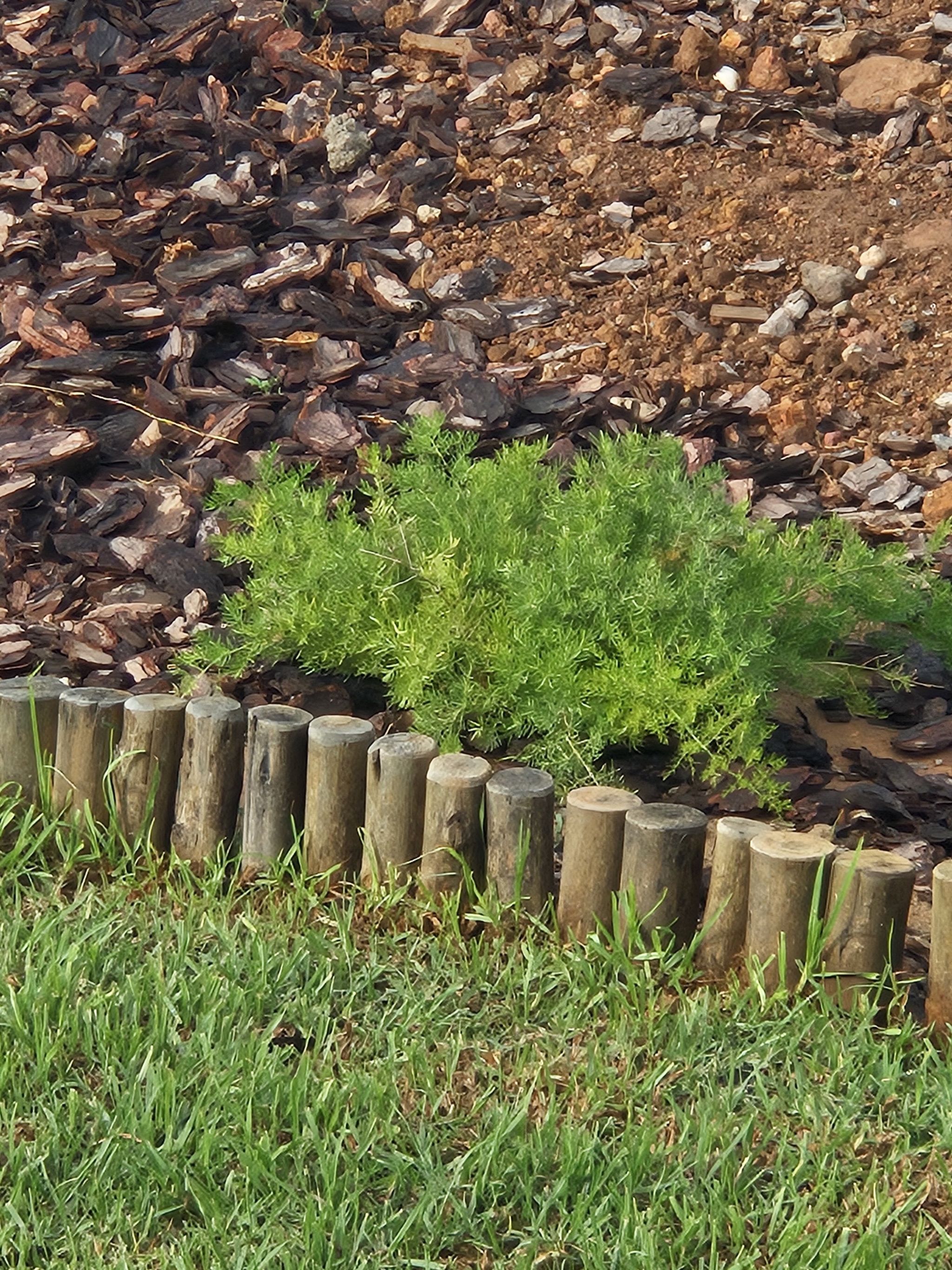 Healthy Sicklethorn plant in a garden bed bordered by wooden logs.